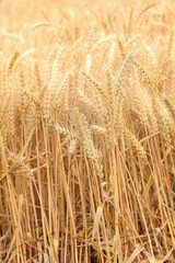 Golden Wheat Field Ready for Harvest - Mature Grain Crops Growing in Idyllic Rural Agricultural Setting