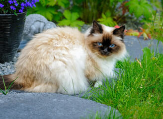 A fluffy cat with striking blue eyes relaxes on a stone path in a vibrant garden filled with colorful flowers and greenery.