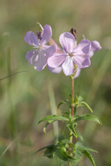 Blossom of common soapwort (Saponaria officinalis).