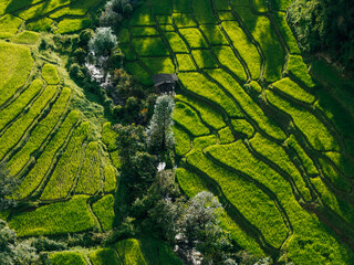 Aerial view of rice fields in the morning, green rice fields in rural Chiang Mai