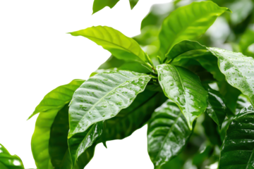 Close up view of lush coffee leaves showcasing vibrant green hues in a coffee plantation during early morning light with high-resolution detail