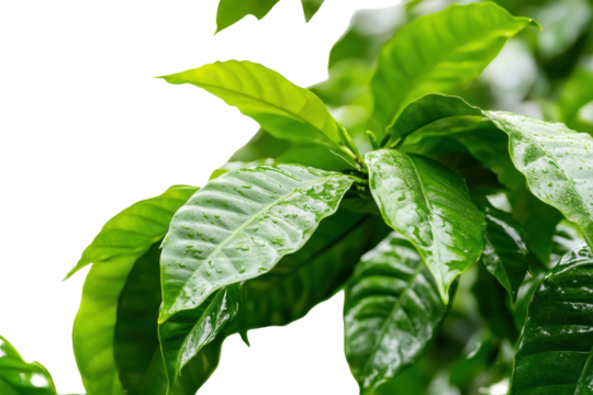 Close up view of lush coffee leaves showcasing vibrant green hues in a coffee plantation during early morning light with high-resolution detail