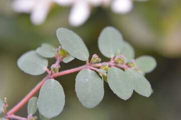 Close Up of Wild Herbal Plant with Red Stem and Green Leaves