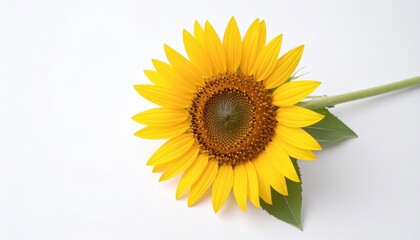 Obraz premium sunflower on white background