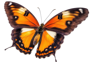 Colorful orange butterfly displaying intricate patterns on wings, resting with wings spread wide against a white background in a studio setting