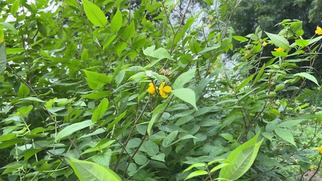 Coffee Senna Plant (Senna occidentalis) Growing in Natur