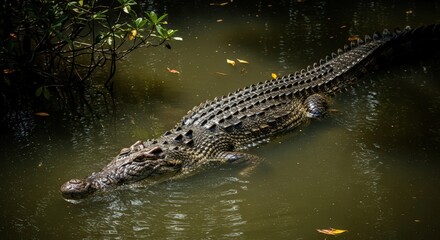 Fototapeta premium A large crocodile swimming in murky water near some vegetation during daylight hours in a swampy area