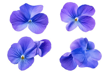Colorful butterfly pea flowers display intricate details and vibrant hues in a stunning floral arrangement suitable for various occasions and uses