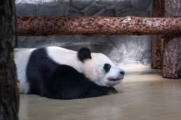 Giant panda in a zoo indoor