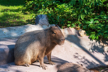 Capybara Hydrochoerus hydrochaeris in a zoo outdoor