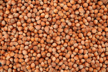 Fındık, Pile of Fresh Hazelnuts in Shell