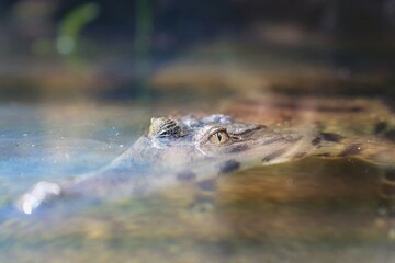 Camouflaged crocodile lurking in the water