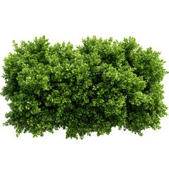 Fototapeta premium Lush green bush isolated on transparent background