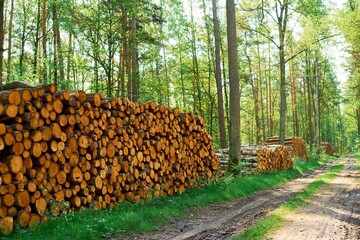 Brown logs stacked for carpentry supply