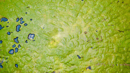 A lush tropical garden pond showcasing giant water lily leaves (Victoria cruziana), floating...