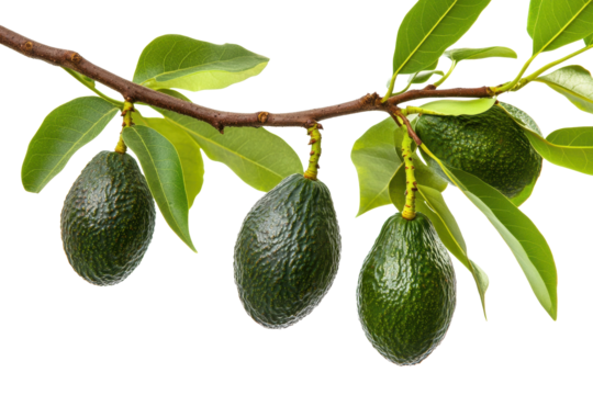 Branch of avocado tree showcasing four ripe avocados and lush green leaves against a clean white background for food lovers and nature enthusiasts