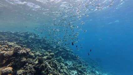 Snorkeling with the school of fish (Indo-Pacific sergeant - Abudefduf vaigiensis) and tropical coral reef. Underwater video with the fish and corals. Marine life and fish, travel footage.