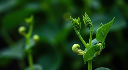 Emerging Green Bean Plant Witnessing New Life and Growth in the Garden