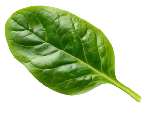 Fresh spinach leaf isolated on transparency background vibrant green color healthy nutrition organic vegetable natural texture clean eating raw food diet ingredient