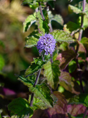Close-up of Blooming Mint Plant in Sunlight
