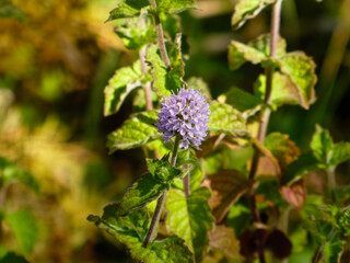 Close-up of Blooming Mint Plant in Sunlight