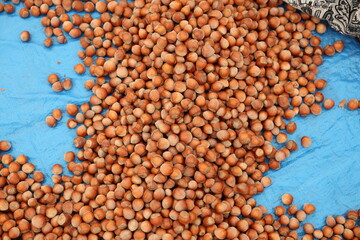 Pile of Fresh Hazelnuts in Shell, fındık