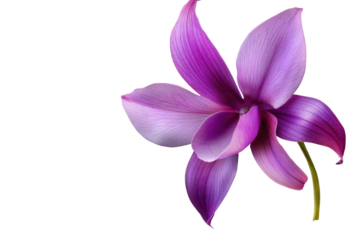 Purple orchid flower captured in detailed isolation against a transparent background showcasing its intricate petals and vivid coloration
