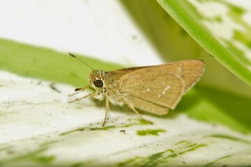 Brown Butterfly Skipper on Green Leaf Macro