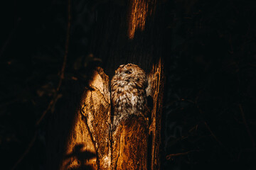 Der Waldkauz ist eine mittelgroße Eulenart mit einer Verbreitung von Europa bis nach Westsibirien...