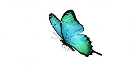 Obraz premium Papillon bleu turquoise vole gracieusement fond blanc lumi�re douce. AI Generated