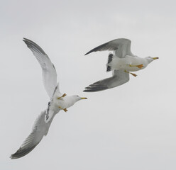 Seagulls in flight against a cloudy sky.