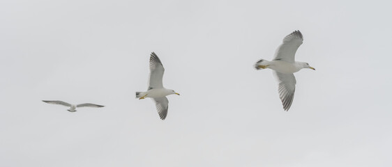 Seagulls in flight against a cloudy sky.