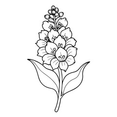  verbascum bombyciferum vector line-art-on-white