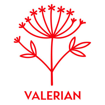 valerian red valerianaceae fower line art-on-white
