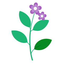 verbena santos vector on white background