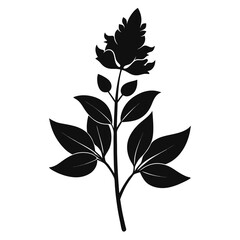 veronica incana silbersee flower silhouette vector on-white