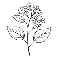 viburnum dentatum plant-fower-line-art-on-white