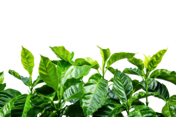 Vibrant green coffee plants thriving in a lush plantation under sunny skies, showcasing the beauty of nature and agriculture during the growing season