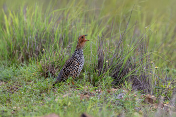 Painted francolin or painted partridge (Francolinus pictus) at Baramati, Bhigwan, Maharashtra, India.