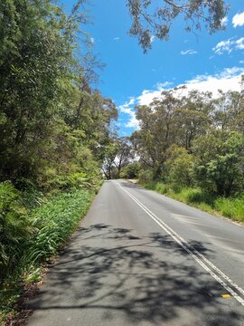 Empty road curving through green eucalyptus bushland under blue sky, Australia