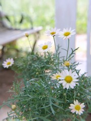 daisies in a field
