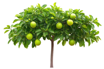 Ripe limes hanging on a lush lime tree isolated against a white background showcasing vibrant green foliage and fruit