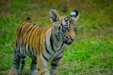 Tiger cub in the wild. Baby animal in green grass