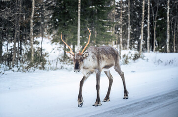 Reindeer walking on snowy winter road in Lapland forest Finland
