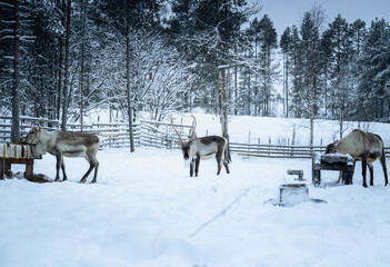 Three reindeer feeding in snowy winter corral in Lapland, Finland
