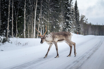 Reindeer walking on snowy winter road in Lapland forest Finland