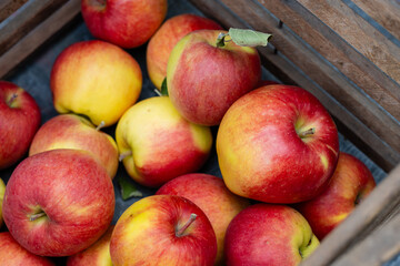 Fresh Picked Apples in a Wooden Market Crate