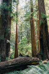 Peering through a trove of Redwood Trees in Muir Woods