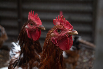 Close-Up Profile of Red Chicken with Blurred Chicken in Backgrou