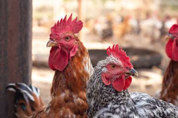 Gray Hen and Red Rooster Together in Rural Chicken Coop